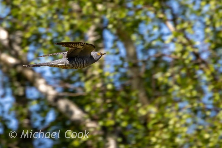 Cuckoo in flight against a backdrop of birch trees on a Speyside day.