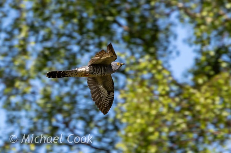 Cuckoo in flight over Speyside trees.