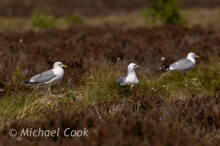 Speyside: Three seagulls standing in a grassy, brown field.