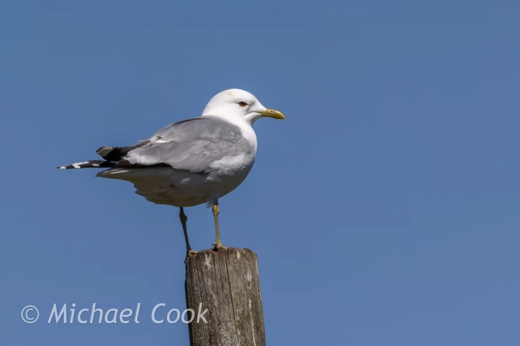 Seagull perched on a wooden post against a clear blue sky.