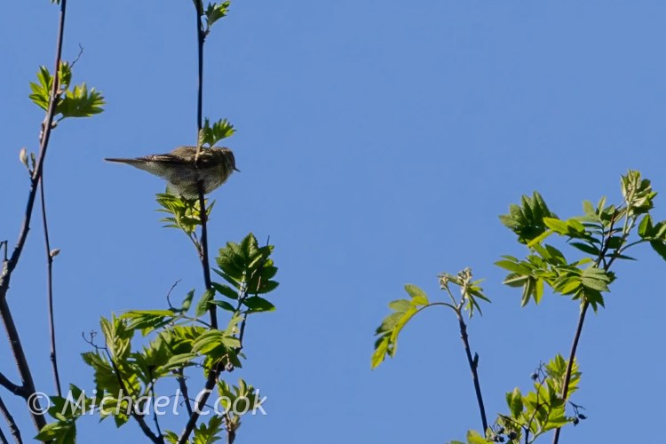 Small bird perched on a branch against a clear blue Speyside sky.