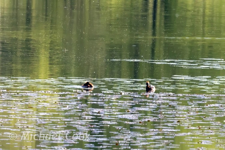 Two little grebes swimming in a Speyside loch, surrounded by lily pads and reflections.