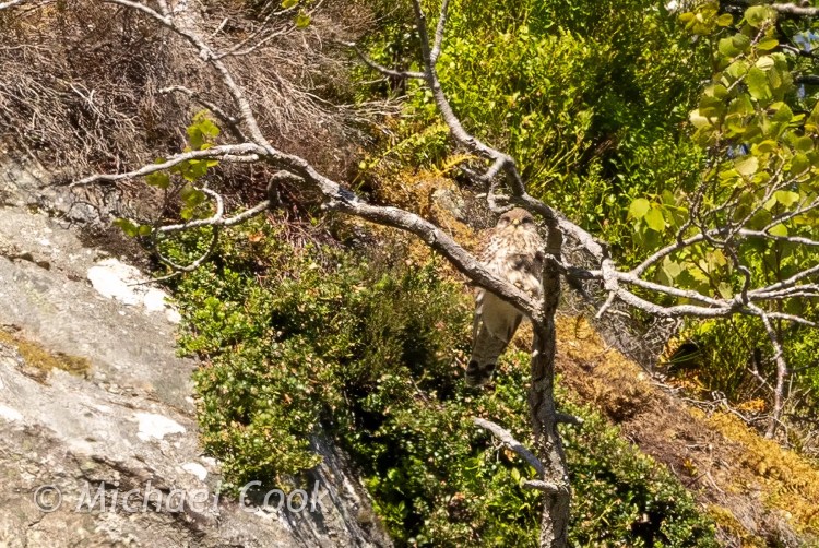 Hawk perched on a tree branch in Speyside, Scotland. Camouflaged bird of prey.
