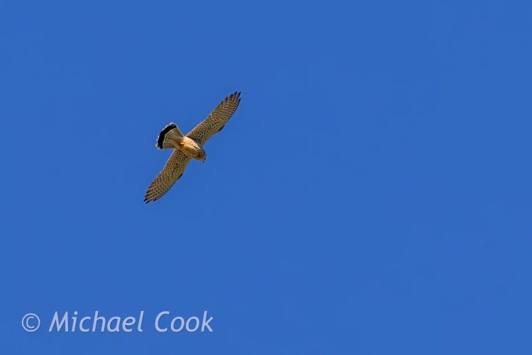 Hawk soars against a clear blue sky.