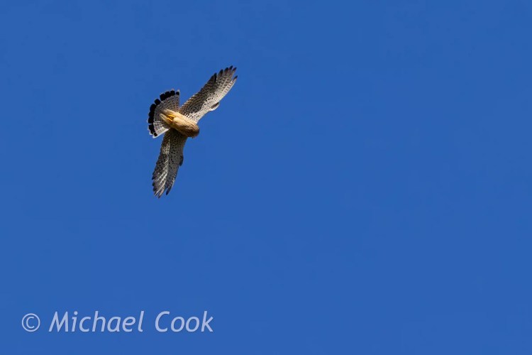 Kestrel in flight against a clear blue Speyside sky.