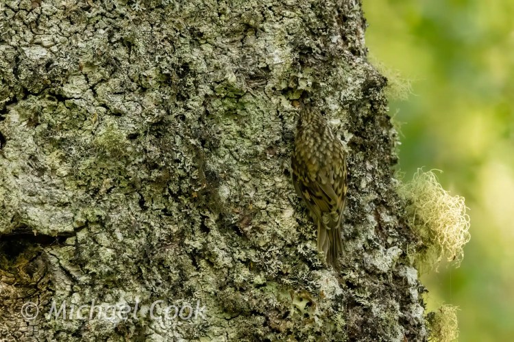 Camouflaged treecreeper bird clinging to lichen-covered bark in Speyside.