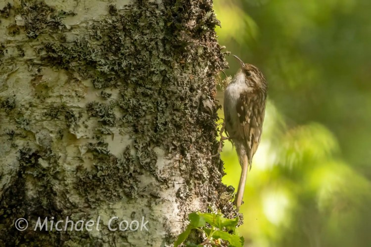 Speyside Treecreeper clinging to textured bark, foraging for food.