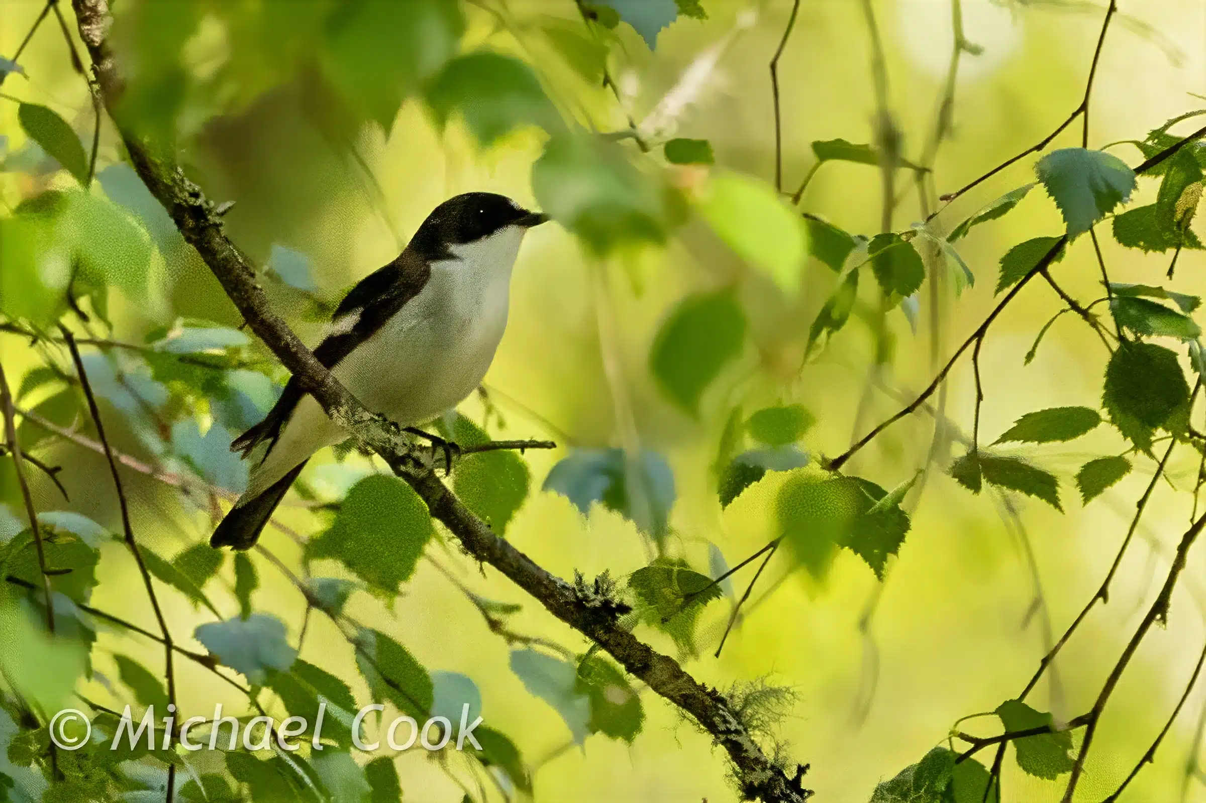 European Pied Flycatcher perched on a branch. Birdwatching in Speyside.