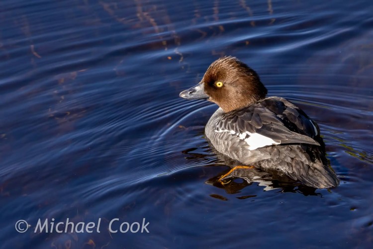 Female goldeneye duck swimming in dark water