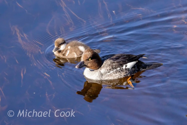 Female goldeneye duck with duckling swimming in water.