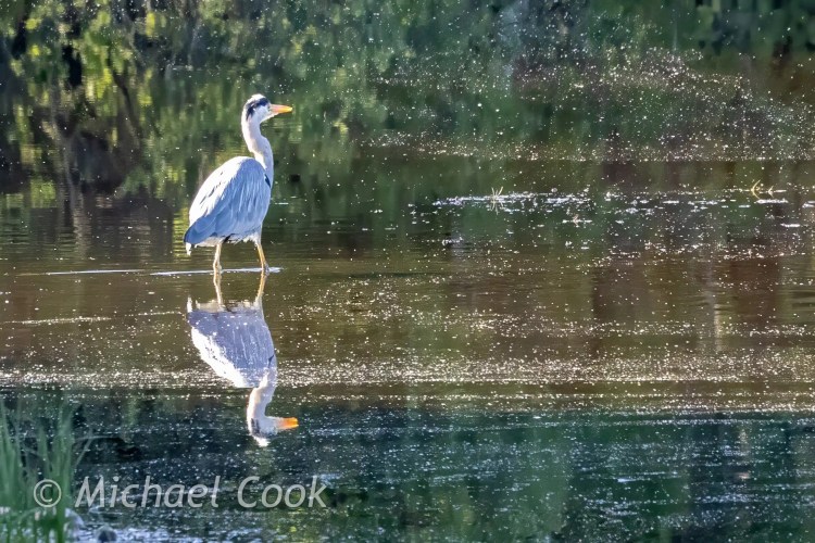 Great blue heron standing in calm water, reflection visible. Speyside wildlife.