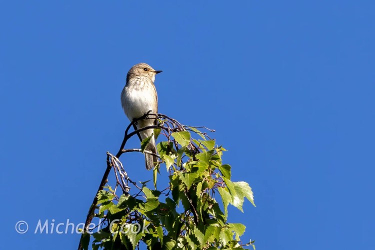 Speyside bird perched on a leafy branch against a clear blue sky.