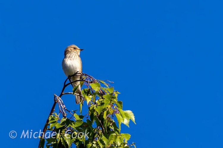 Spotted flycatcher perched atop a leafy branch against a clear blue Speyside sky.