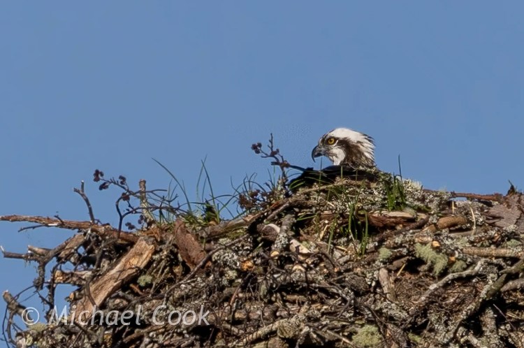 Osprey perched in its large stick nest against a clear blue sky.