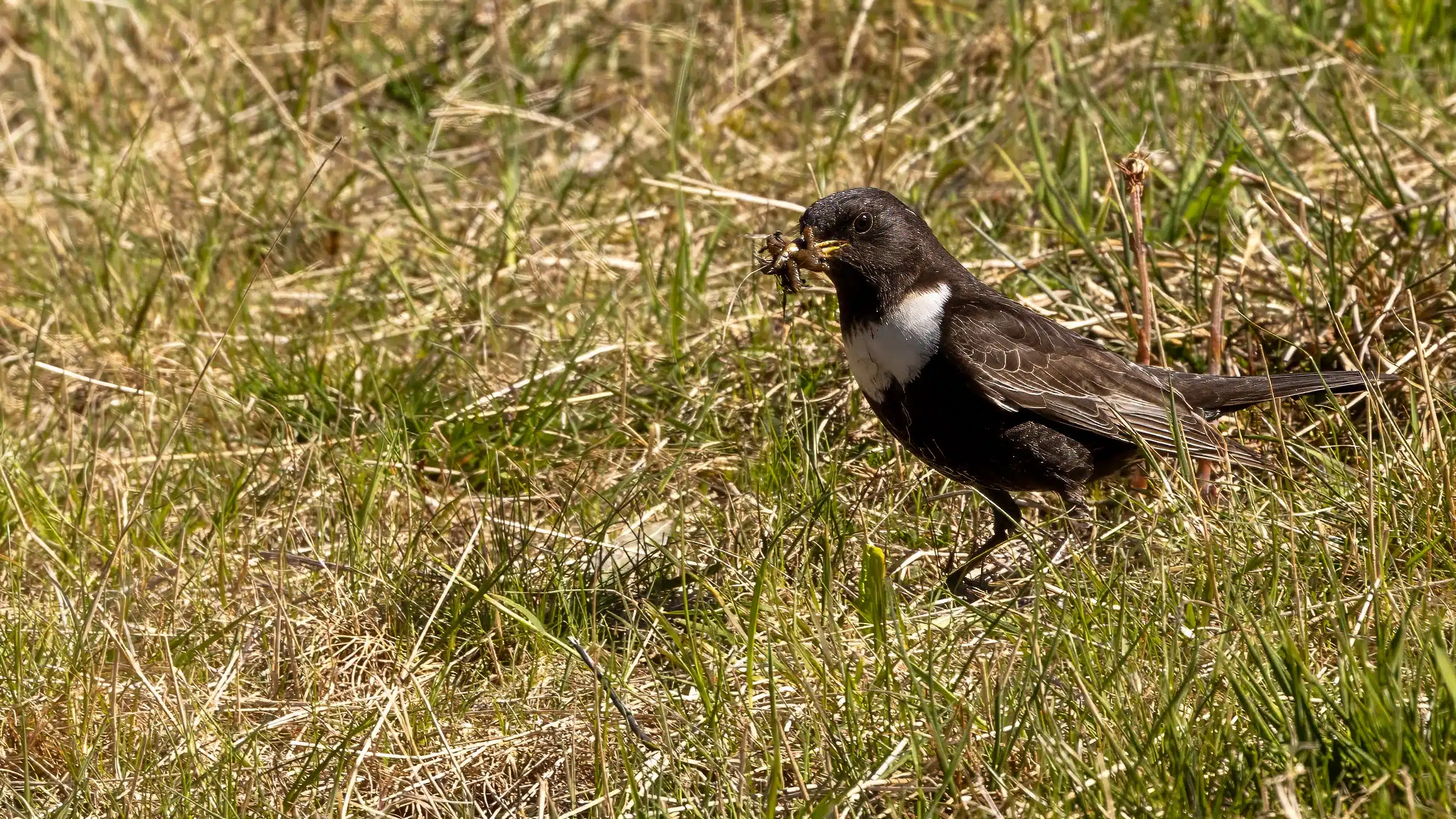 Ring Ouzel bird in Speyside grass with nesting material in its beak.