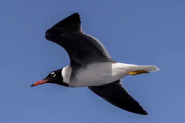 Canon 100-400mm zoom lens held in hand. Camera lens with focus settings visible.