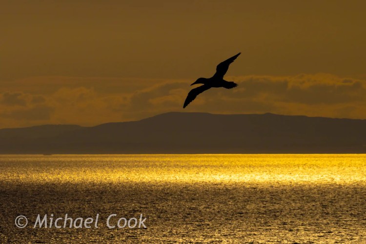 Silhouette of a gannet flying over the sea at sunset near Bass Rock.