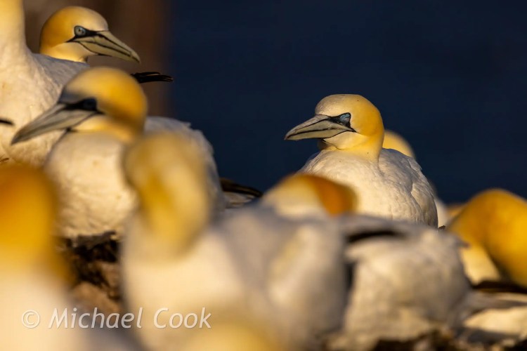 Gannets nesting on Bass Rock, a seabird colony. Focus on a single bird in the sunlight.