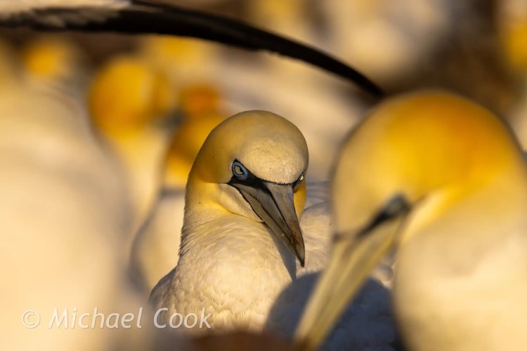 Gannet portrait on Bass Rock, Scotland. Close-up of a seabird in a colony.