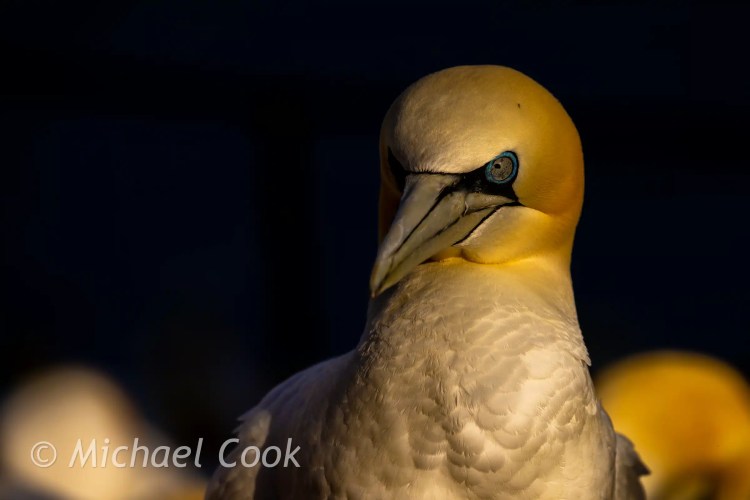 Northern Gannet close-up on Bass Rock, showing its striking blue eye and yellow head.