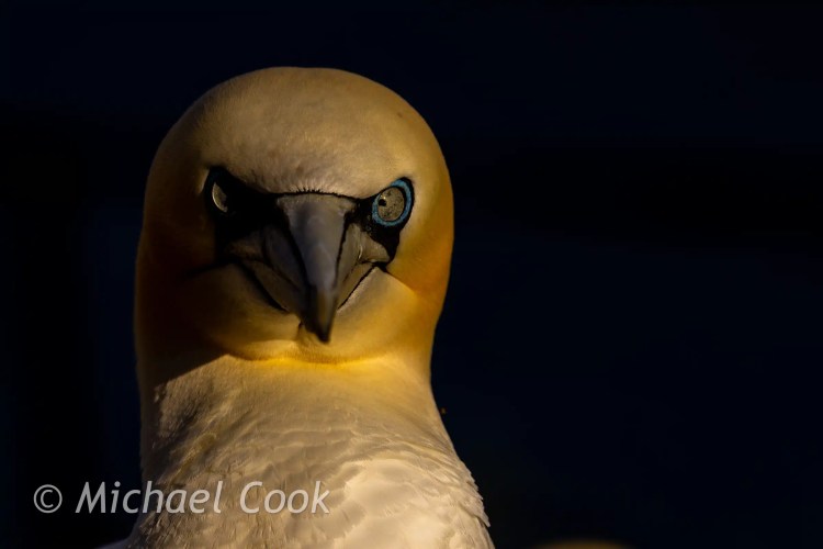 Close-up of a Northern Gannet on Bass Rock, showcasing its intense blue eye and striking beak.