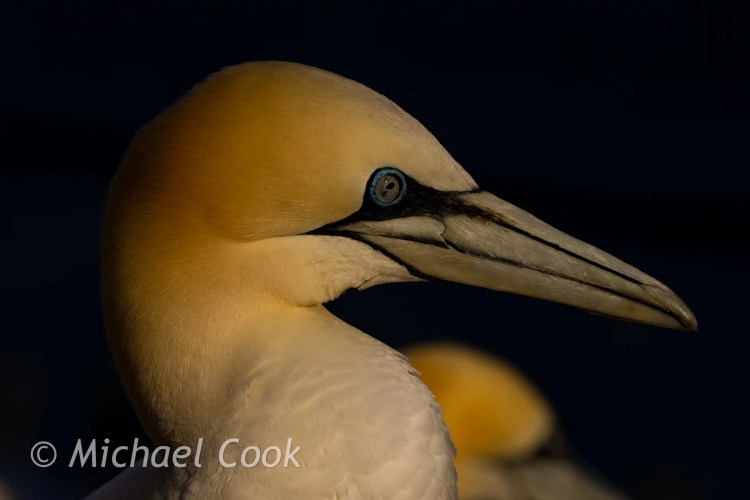 Northern Gannet portrait on Bass Rock. Creamy yellow head with striking blue eye.