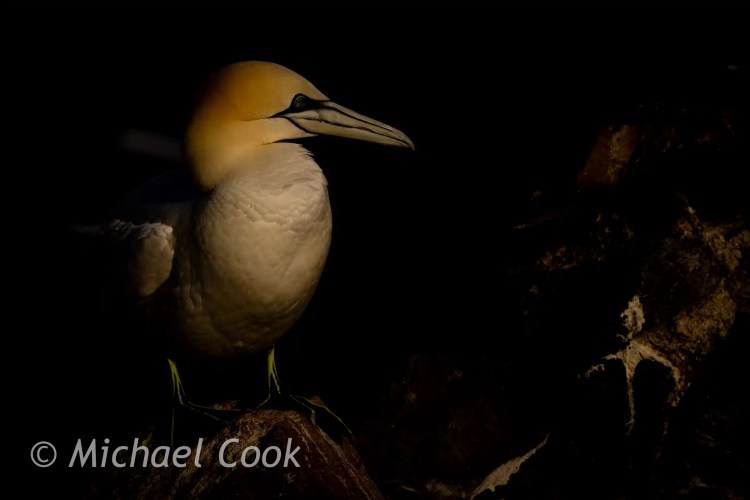 Gannet on Bass Rock, a seabird with white feathers and yellow head, perched on a rock.