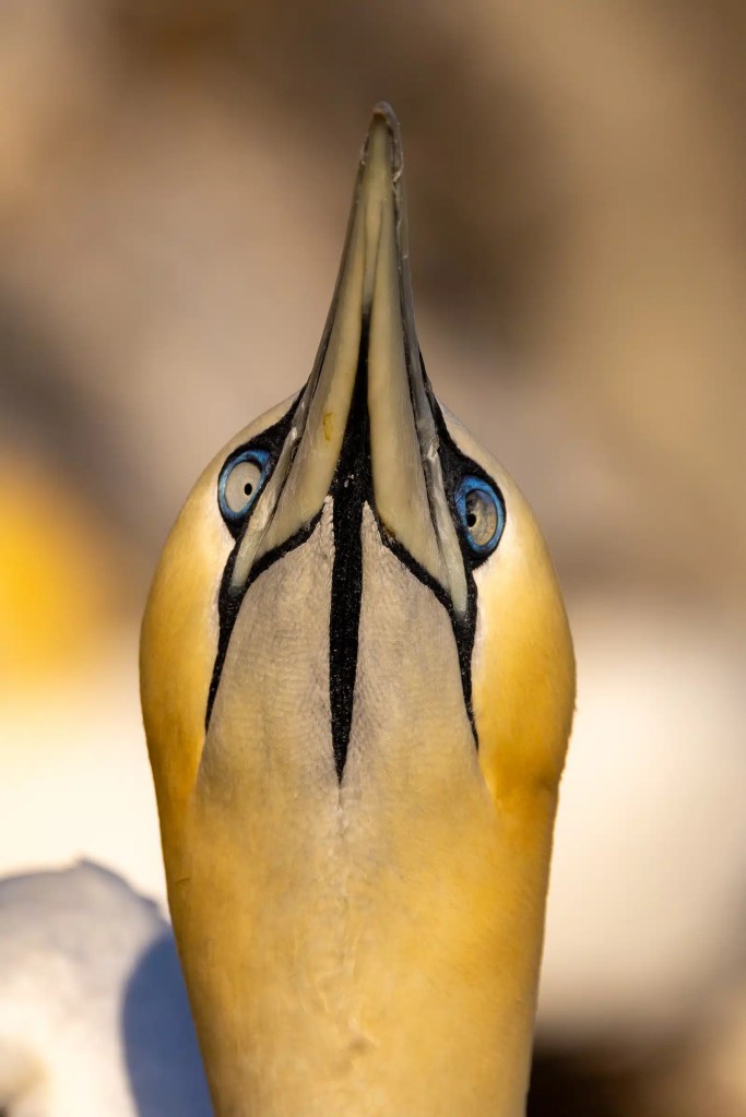 Gannet looking up, showing its blue eyes and sharp beak, Bass Rock.