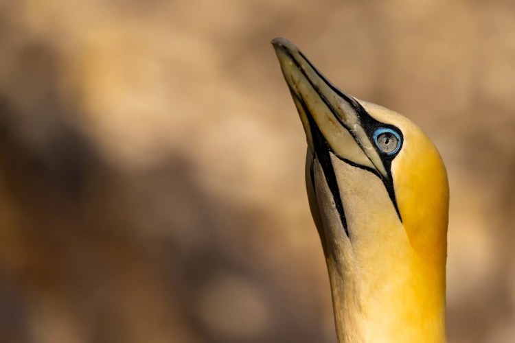 Northern Gannet headshot on Bass Rock, looking up with bright blue eye.