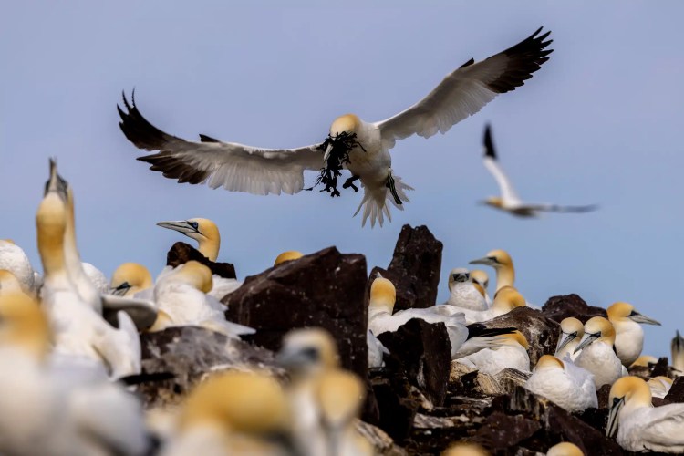 Gannet landing on Bass Rock with nesting material, surrounded by other gannets.