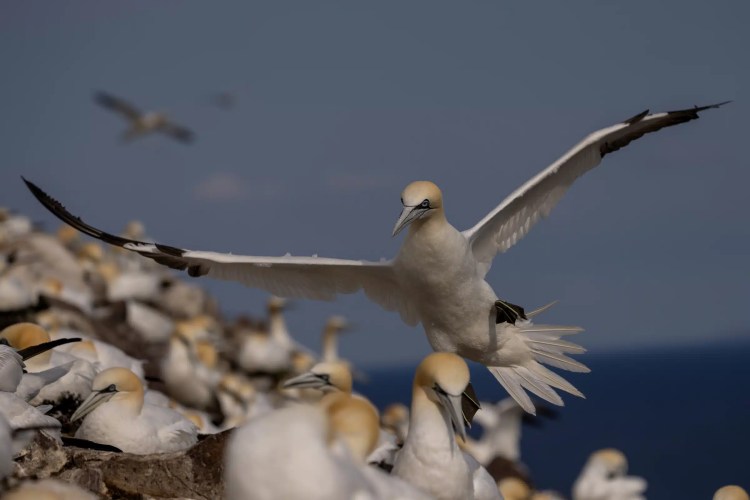 Gannet landing on Bass Rock, surrounded by a colony of gannets, wings spread against a blue sky.
