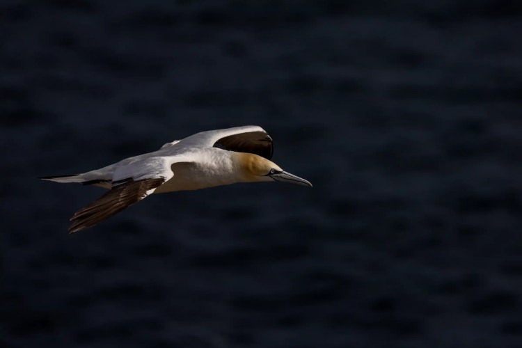 Gannet in flight, wings spread against a dark background, likely landing on Bass Rock.