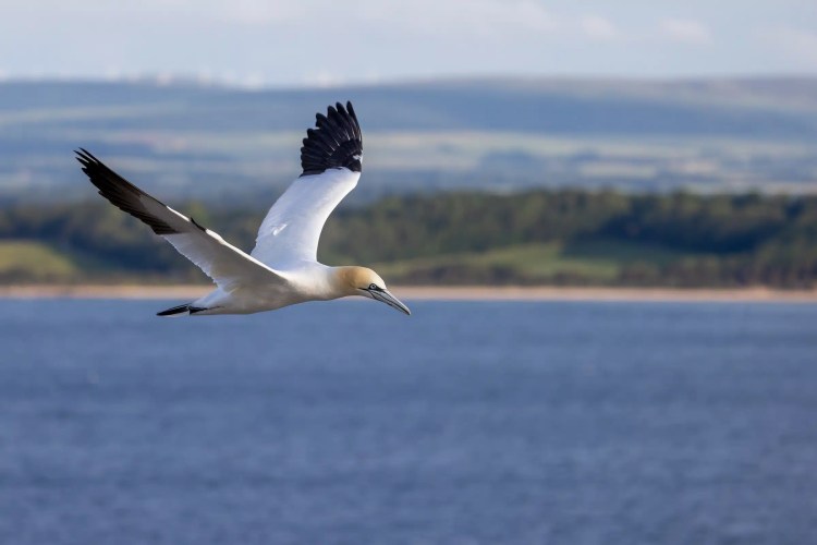 Gannet in flight near Bass Rock, showing its distinctive black-tipped wings and yellow head.