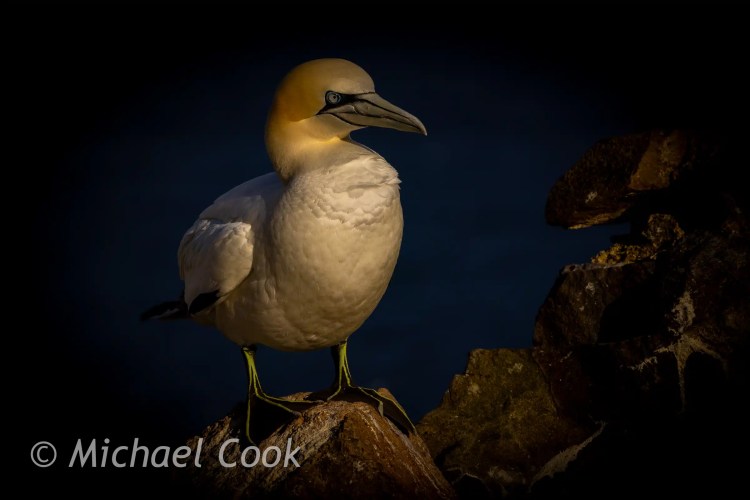 Gannet bird perched on a rock at Bass Rock.