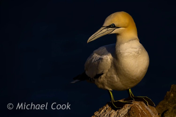 Northern gannet perched on a rock. Bass Rock wildlife.