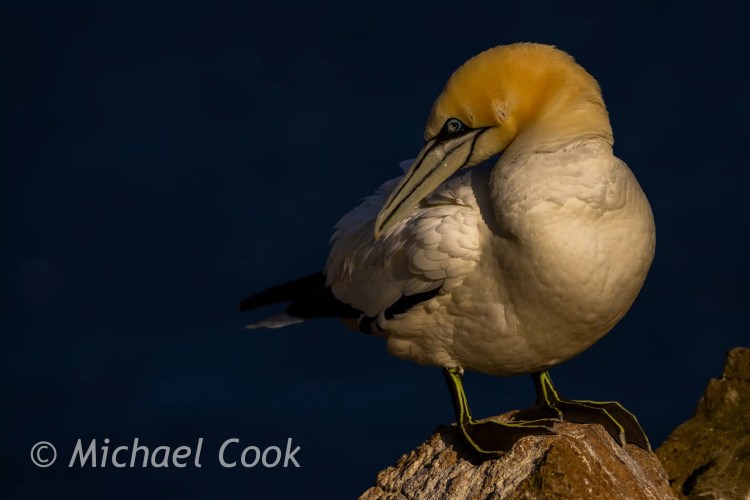 Gannet preening on a rock, Bass Rock.