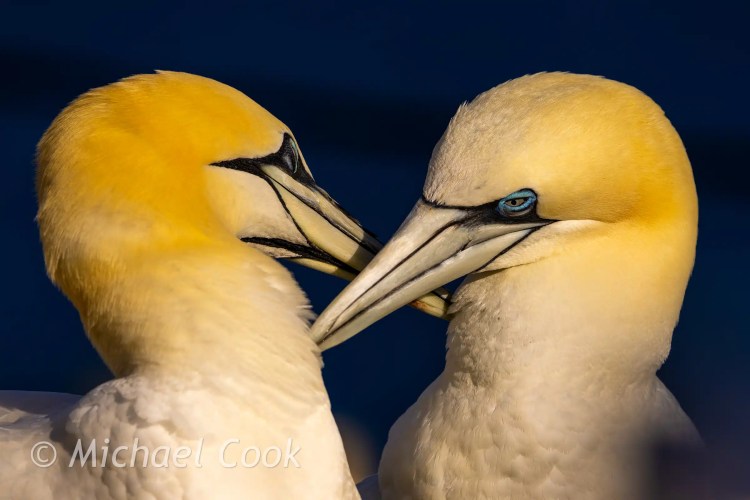Gannets nuzzling on Bass Rock, their yellow heads and blue eyes prominent.