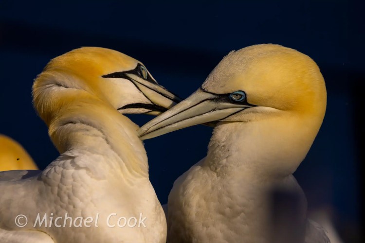 Northern gannets bonding on Bass Rock, beaks touching.