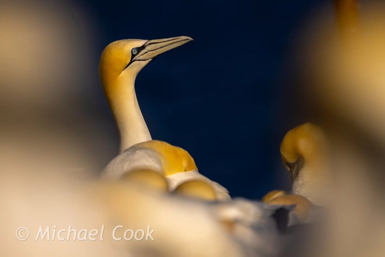 Gannet on Bass Rock, with striking blue eye, surrounded by other gannets.