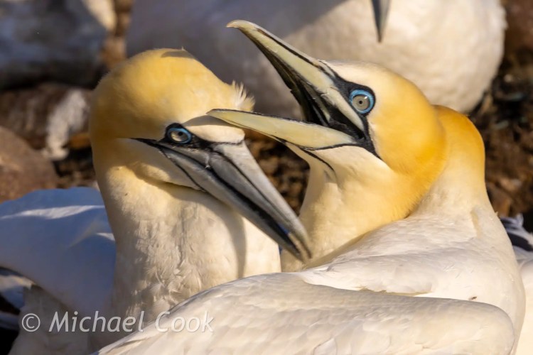 Gannets bonding on Bass Rock, beaks touching
