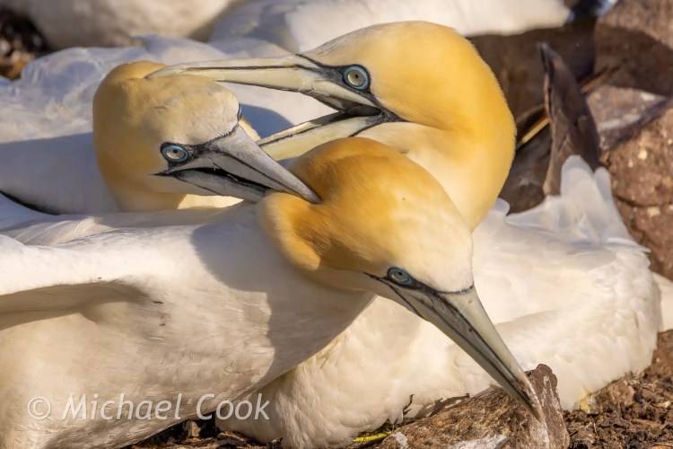 Gannets on Bass Rock preening, a close-up of their intricate courtship behavior.