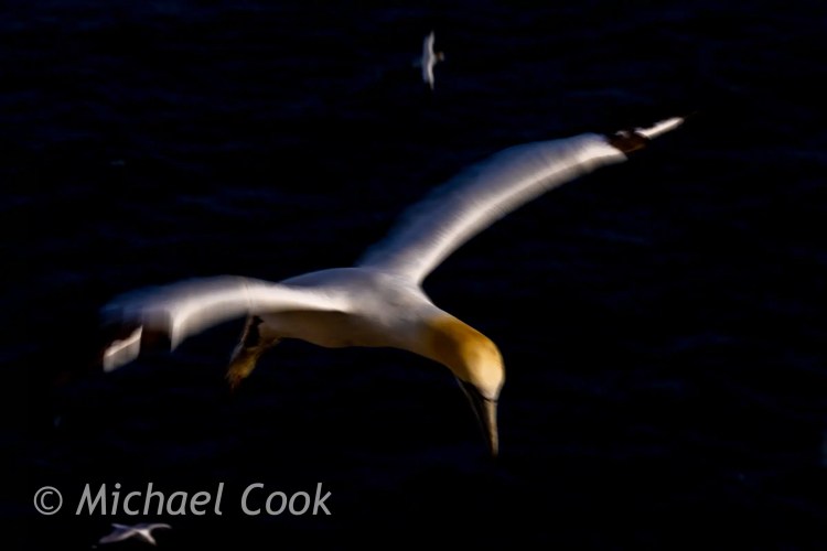 Gannet in flight near Bass Rock. Motion blur shows the bird diving toward the water.