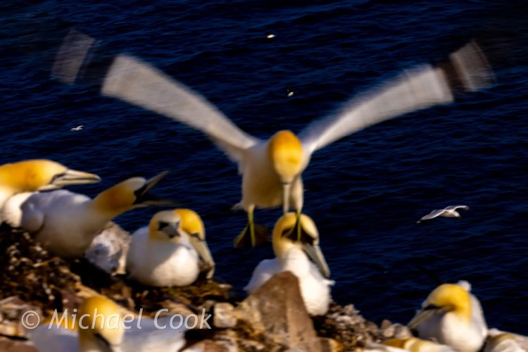 Gannet landing on Bass Rock, surrounded by other gannets.