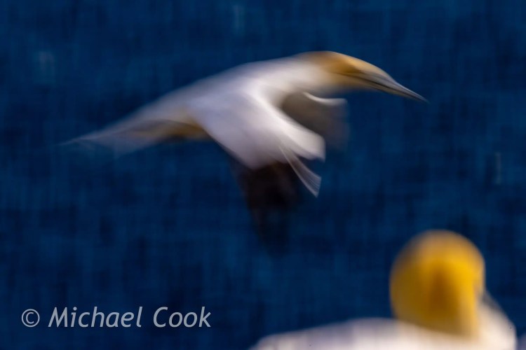 Gannet in flight, landing on Bass Rock. Motion blur captures the bird's dynamic movement.