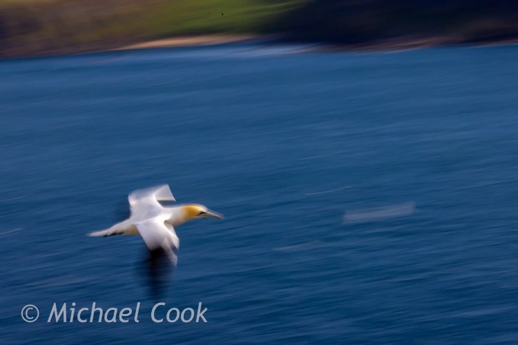 Gannet in flight over the blue sea near Bass Rock. Motion blur captures the bird's speed.