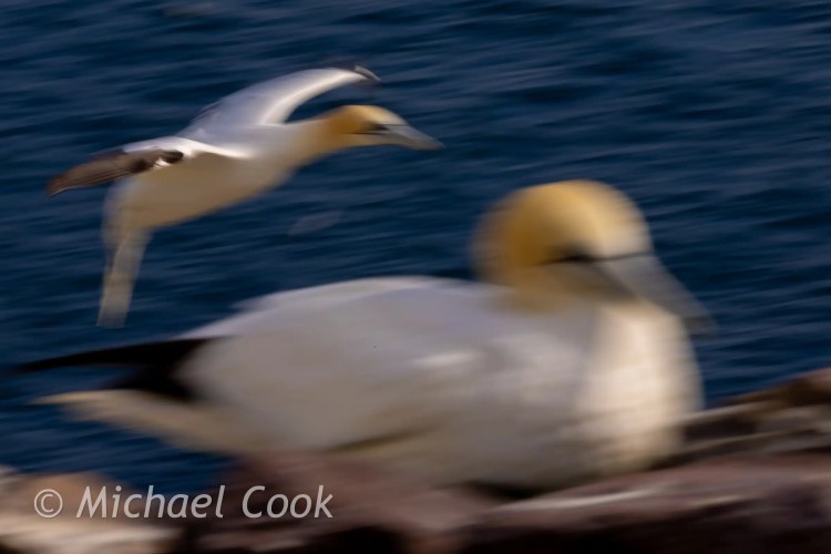 Gannets on Bass Rock: One in flight, one resting.