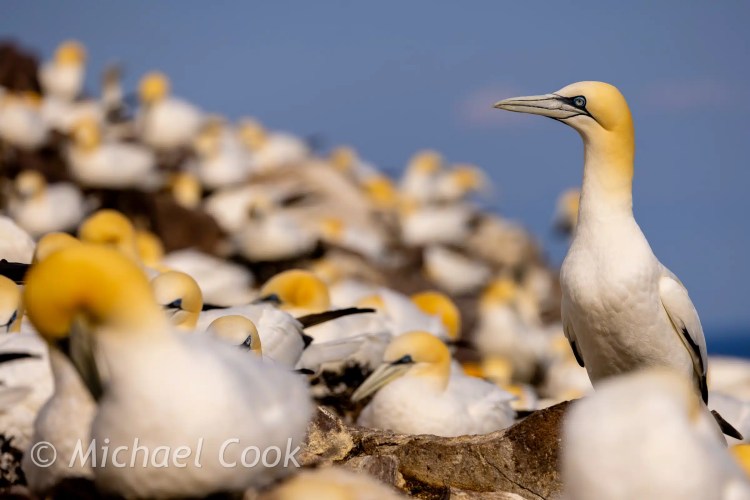 Gannet colony on Bass Rock, Scotland. Seabirds nesting.