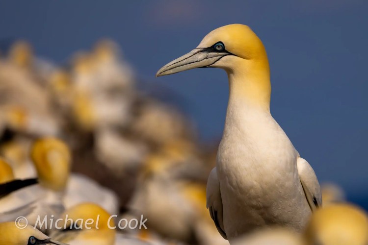 Gannet portrait on Bass Rock, with colony in background