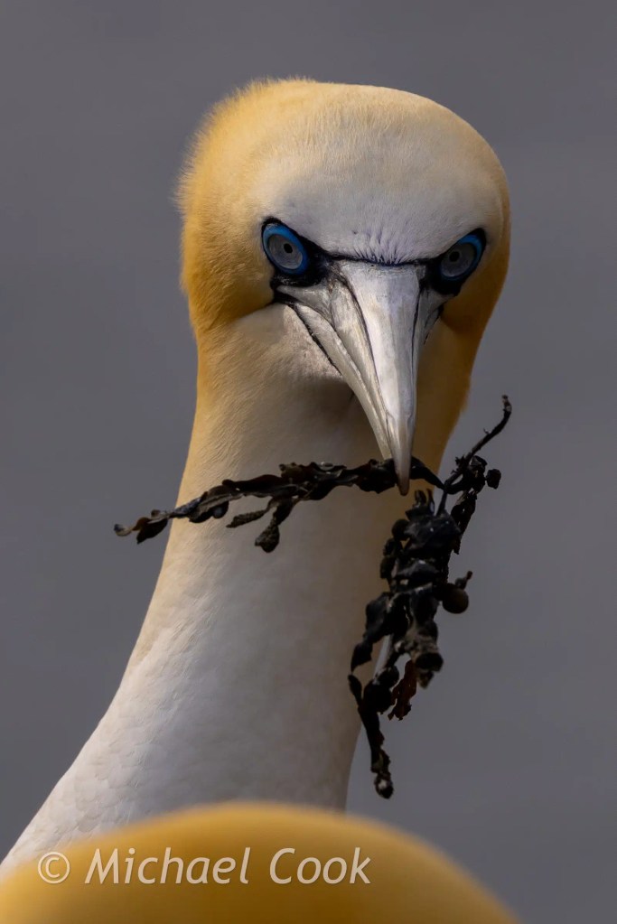 Gannet on Bass Rock with seaweed in beak