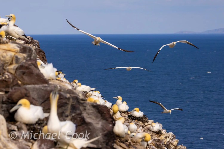 Gannets landing on Bass Rock, a seabird colony, with blue sea background.